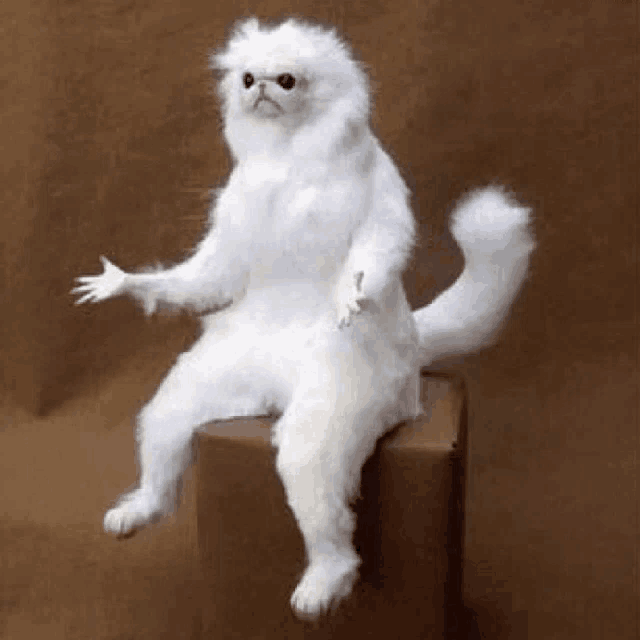 confused cat